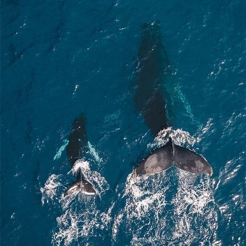 海を泳ぐクジラの親子を上から見た画像
