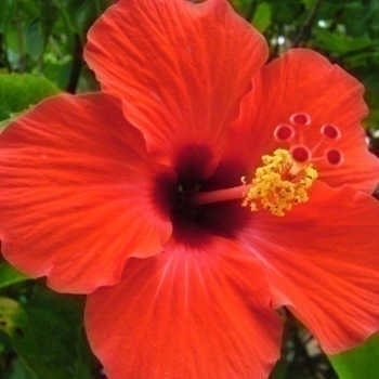 アロアロ ハイビスカス の意味 ハワイアンジュエリー Pua Ally プアアリ 東京 渋谷 アロアロ ハイビスカス の意味 ハワイアンジュエリー Pua Ally プアアリ 東京 渋谷