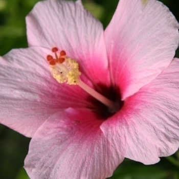 アロアロ ハイビスカス の意味 ハワイアンジュエリー Pua Ally プアアリ 東京 渋谷 アロアロ ハイビスカス の意味 ハワイアンジュエリー Pua Ally プアアリ 東京 渋谷