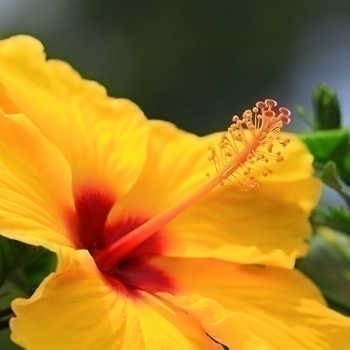 アロアロ ハイビスカス の意味 ハワイアンジュエリー Pua Ally プアアリ 東京 渋谷 アロアロ ハイビスカス の意味 ハワイアンジュエリー Pua Ally プアアリ 東京 渋谷