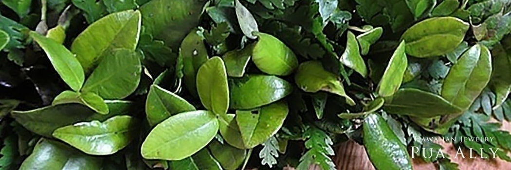 マイレの意味 ハワイアンジュエリー Pua Ally プアアリ 東京 渋谷 マイレの意味 ハワイアンジュエリー Pua Ally プアアリ 東京 渋谷