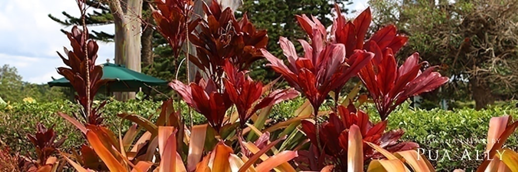 ティーリーフの意味 ハワイアンジュエリー Pua Ally プアアリ 東京 渋谷 ティーリーフの意味 ハワイアンジュエリー Pua Ally プアアリ 東京 渋谷