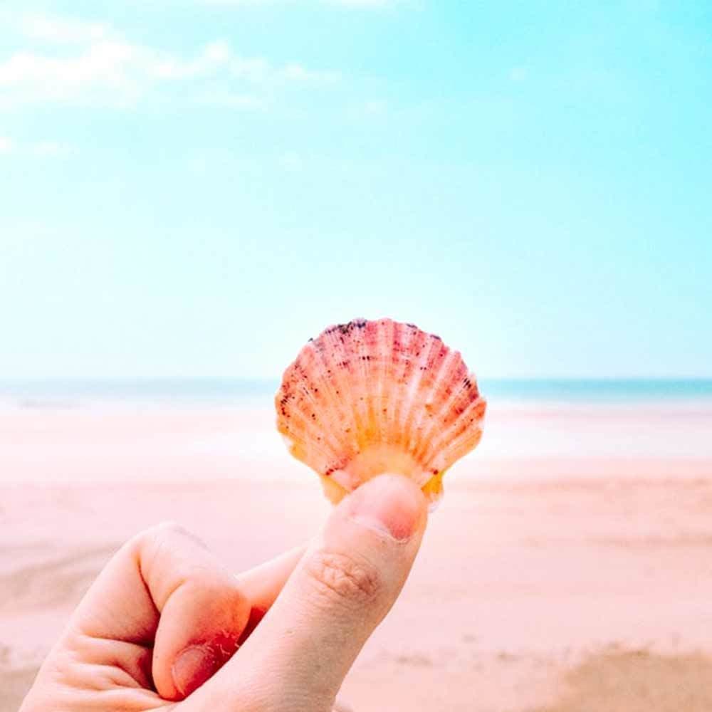 シェル 貝 の意味 ハワイアンジュエリーのpua Ally プアアリ シェル 貝 の意味 ハワイアンジュエリーのpua Ally プアアリ