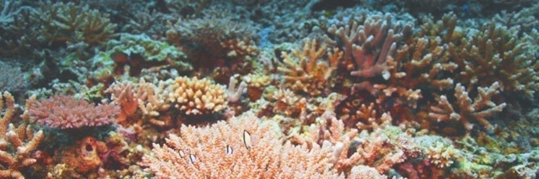 サンゴ 珊瑚 コーラルの意味 ハワイアンジュエリーのpua Ally プアアリ