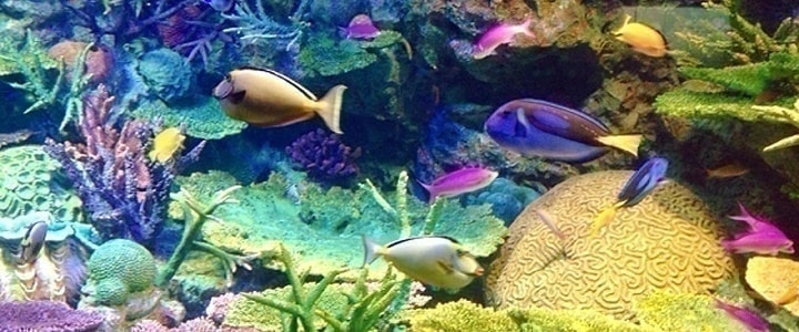 サンゴ 珊瑚 コーラルの意味 ハワイアンジュエリーのpua Ally プアアリ サンゴ 珊瑚 コーラルの意味 ハワイアンジュエリーのpua Ally プアアリ