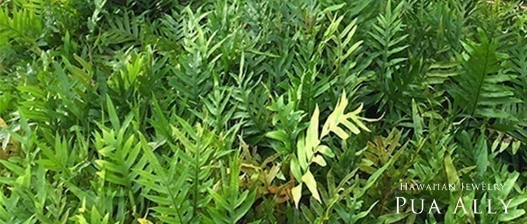 ラウアエ Laua E の意味 ハワイアンジュエリーのpua Ally プアアリ ラウアエ Laua E の意味 ハワイアンジュエリーのpua Ally プアアリ