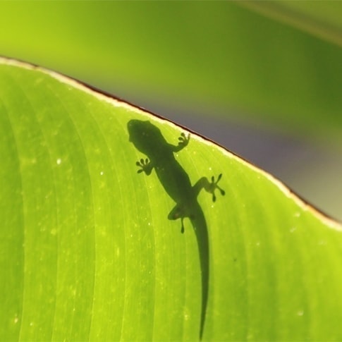 ゲコ ゲッコー ヤモリ の意味 ハワイアンジュエリーのpua Ally プアアリ ゲコ ゲッコー ヤモリ の意味 ハワイアンジュエリーのpua Ally プアアリ