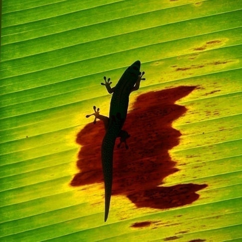 ゲコ ゲッコー ヤモリ の意味 ハワイアンジュエリーのpua Ally プアアリ ゲコ ゲッコー ヤモリ の意味 ハワイアンジュエリーのpua Ally プアアリ