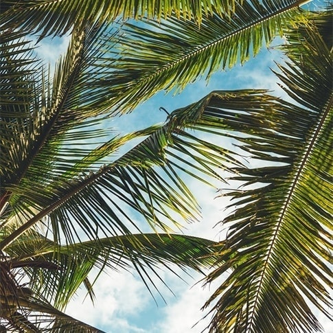 パームツリー ヤシの木 の意味 ハワイアンジュエリー Pua Ally プアアリ 東京 渋谷 パームツリー ヤシの木 の意味 ハワイアンジュエリー Pua Ally プアアリ 東京 渋谷