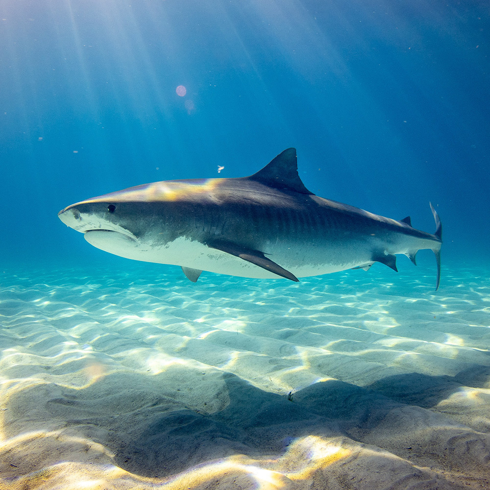 シャークティース サメの歯 の意味 ハワイアンジュエリーのpua Ally プアアリ シャークティース サメの歯 の意味 ハワイアンジュエリーのpua Ally プアアリ