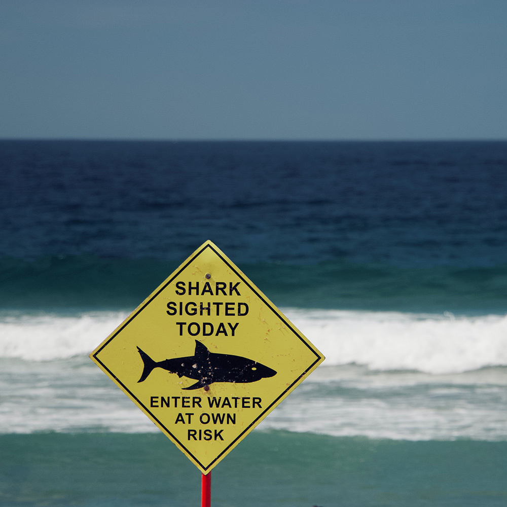 シャークティース サメの歯 の意味 ハワイアンジュエリーのpua Ally プアアリ シャークティース サメの歯 の意味 ハワイアンジュエリーのpua Ally プアアリ